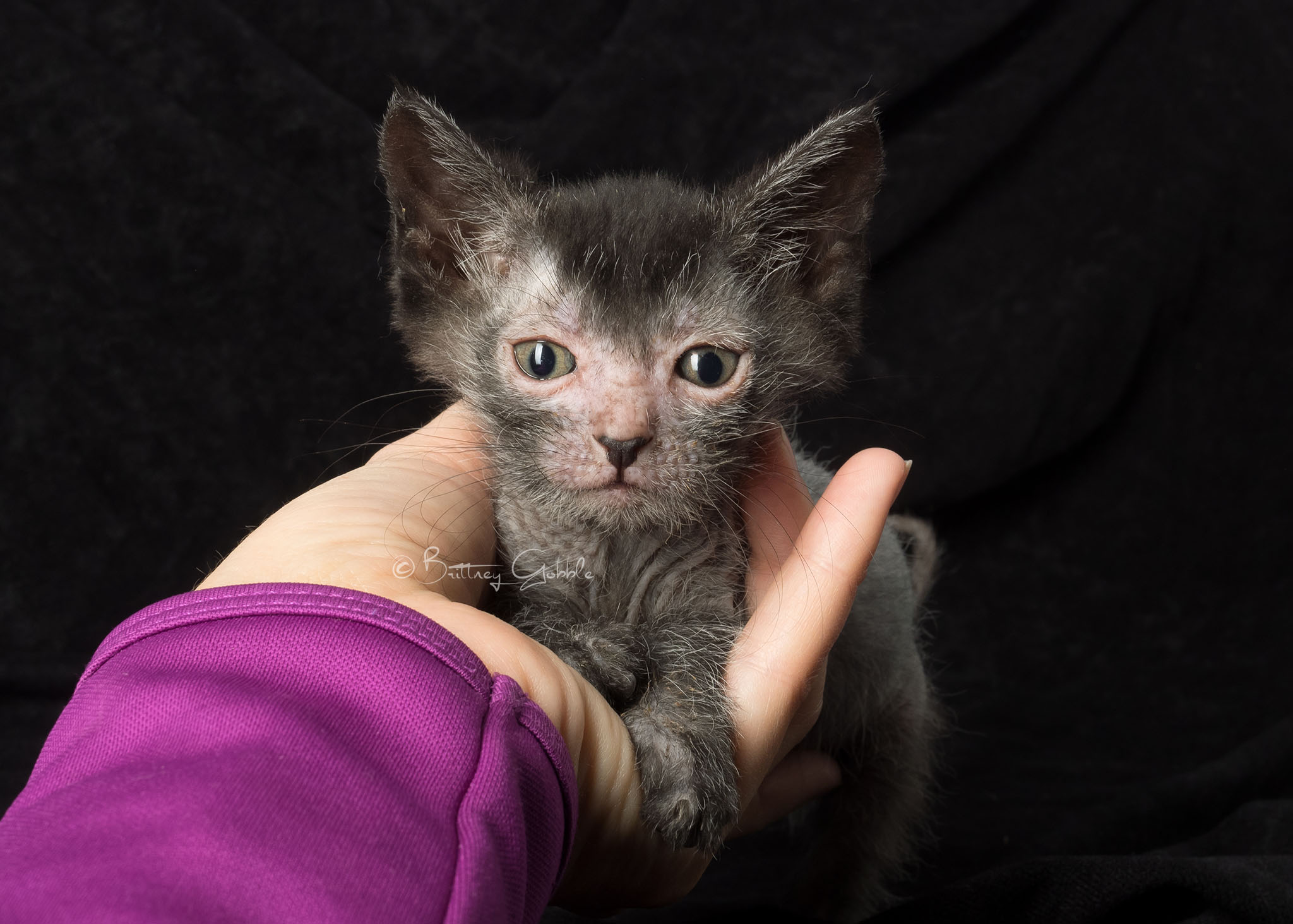 Chatons Lykoi