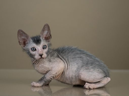 http://www.lykoicat.ch/wp-content/uploads/2017/04/Lykoi-Adam-1-510x382.jpg